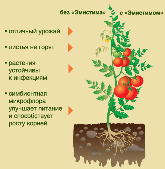 Инструкция Пр Применению Препарата Емистима С - englishregulations